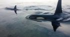 More areas of B.C. coastal waters designated killer whale critical habitat
