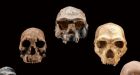 Artificial Intelligence Study of Human Genome Finds Unknown Human Ancestor