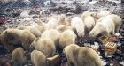 State of emergency is declared after more than 50 polar bears invade Russian town