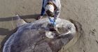 Huge, rare fish washes ashore in Southern California