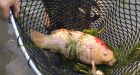 Staff evacuate koi from Dr. Sun Yat-Sen garden after deadly otter returns