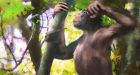 Earliest ape adapted to walk upright found in Germany