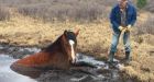 Wild horse stuck in muddy bog is alive and kicking thanks to some determined rescuers