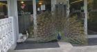 Stubborn peacock claims entrance to Victoria apartment as mating ground, refuses to leave