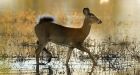 Industry, mild winters clear way for white-tailed deer 'invasion' in Alberta's boreal forest