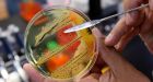 Salmonella cases in Western and Central Canada linked to U.S.-grown red onions
