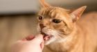 Why cats won’t punish a stranger who harms you