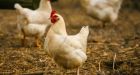 Avian flu found at southern Ontario poultry farm