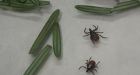 Balsam fir needles can kill ticks that cause Lyme disease, Dalhousie researcher finds