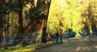 Officials stumped on how to save Vancouver's hollow tree