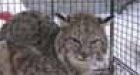 Catching the Bellevue Bobcat...an officer’s tale