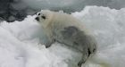 Anti-sealers threaten N.S. with legal action