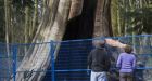 Vancouver residents pay tribute to 1,000-year-old tree before it is toppled