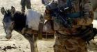 Afghan donkey eases burden for Cdn soldiers