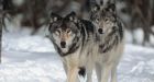 Off endangered list, wolves face new pressure from hunters in U.S. Rockies