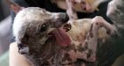 Winner of ugliest dog contest has three legs, one eye and no hair