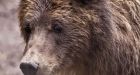 Rehabed orphan bear cubs released into the B.C. wild in world first