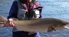 After years of decline, wild Atlantic salmon rebound in eastern North America