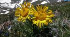 Scientists study slow march of plants, trees into Canadian Arctic