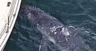 Lost baby whale euthanised in Australia