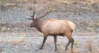 Yukon MLA blames N.W.T. hunters for Dempster Highway caribou hunt