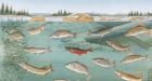 Freshwater fish in North America at risk