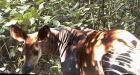 Rare okapi spotted in wild