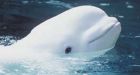 Belugas both beautiful and tasty for Canada's Inuit