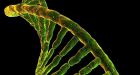 DNA 'repair kit' linked to cancer