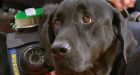 Canadian dog-cam could revolutionize search/rescue