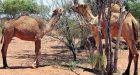 Eating camels may be good for environment