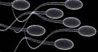Intelligence is sexy, sperm study suggests
