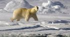 Inuit group denounces EU decision to ban import of polar bear parts