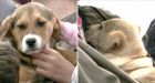 Puppies save three-year-old boy lost in freezing Virginia woods
