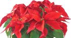 Ho-ho-hold on there! Poinsettias aren't poisonous? Sugar doesn't make kids hyper?