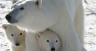 Canada responsible for polar bears: minister