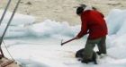 Canada, Greenland come under fire over seal hunt