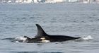 2 new baby killer whales spotted off Vancouver Island