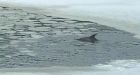 3 of 4 dolphins led through ice to safety, says mayor