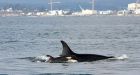 Feds boost protection for killer whales after being sued