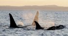 3rd new killer whale calf spotted off West Coast