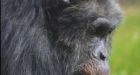 Zoo chimp 'planned' stone attacks