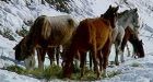 Rescue begins for starving horses on B.C. reserve