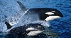 Killer whales benefit from global warming: researchers