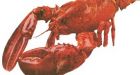 Lobster, the new bologna: campaign