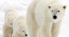Climate change No. 1 threat to polar bears: Arctic nations