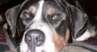 Dog eats $400 in cash