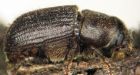 Most mountain pine beetles in Alberta killed over winter, data shows