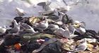 Harmful chemicals found in water near Cache Creek landfill