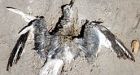 Dead seabirds wash up on Newfoundland's east coast